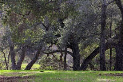 Oaks - Santa Rosa Creek Road, California