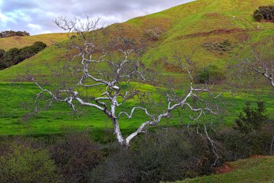 Sycamore Against the Green - California