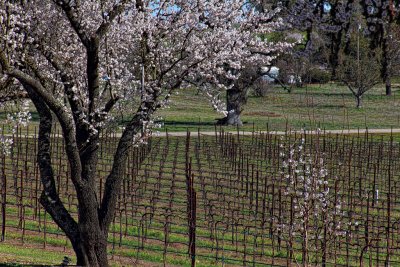 Almond Blossoms and Vines - Pomar Junction Winery - Paso Robles, California