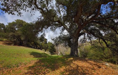 Oak and Shadow - Santa Rita Road - California