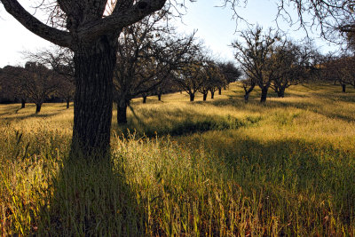 Back Lit Fiddleneck and Grasses in the Orchard - Peachy Canyon Road, Paso Robles, California
