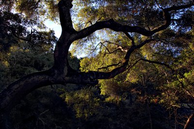 Light Through Oak Branches - Santa Barbara County, California