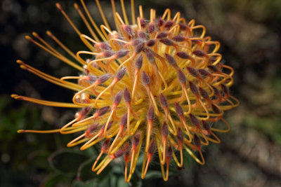 Flower - Cal Poly Aboretum - San Luis Obispo, California