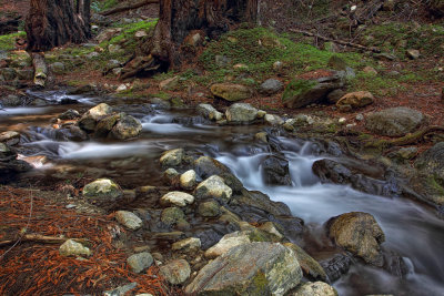 Redwoods and Stream - Limekiln State Park - California
