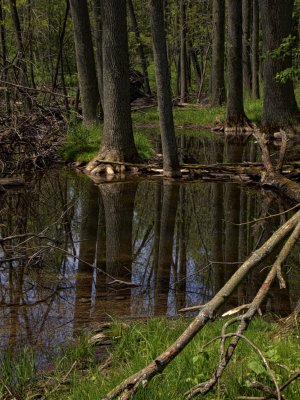 Swamp Reflections - Harrington Beach State Park - Wisconsin