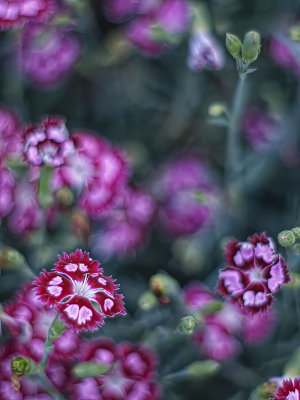 Dianthus