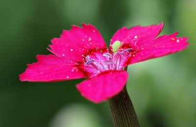 Small Green Bug