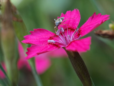 Bug on Dianthus
