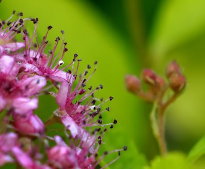 Tendrils