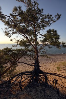 Pine - Pictured Rocks National Lakeshore