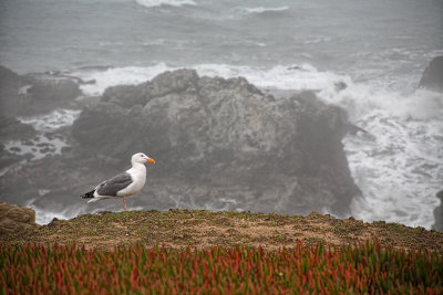 Gull - Sonoma Coast - California