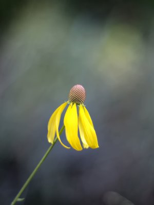 Yellow Coneflower Seed Head