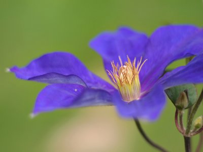 Clematis - Debbies Garden