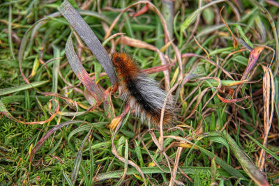 Woolly Bear Caterpillar