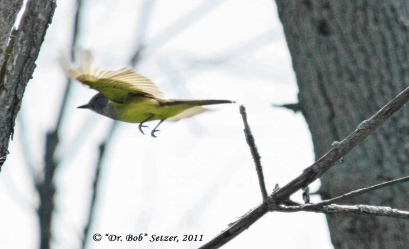 8844 GC Flycatcher-flying