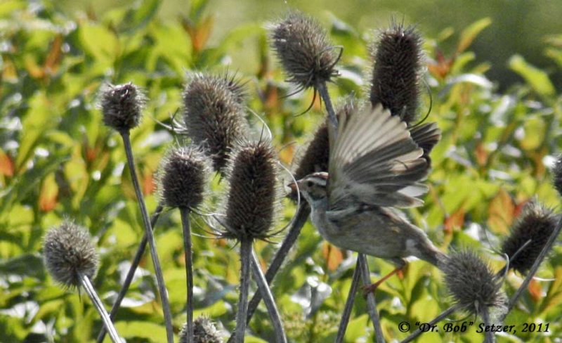 0605 Clay-colored Sparrow