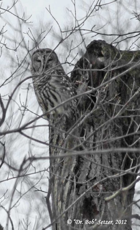 4472-Barred-Owl.jpg