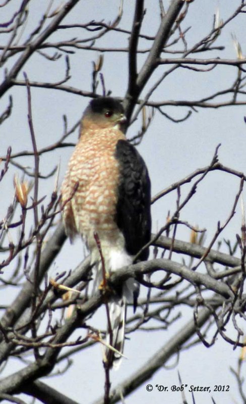 7014-Coopers-Hawk.jpg
