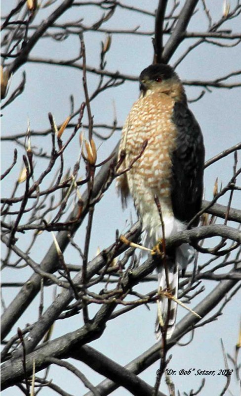 7038-Coopers-Hawk.jpg