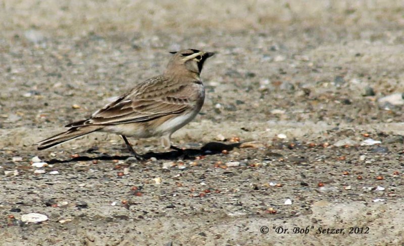 7152-Horned-Lark