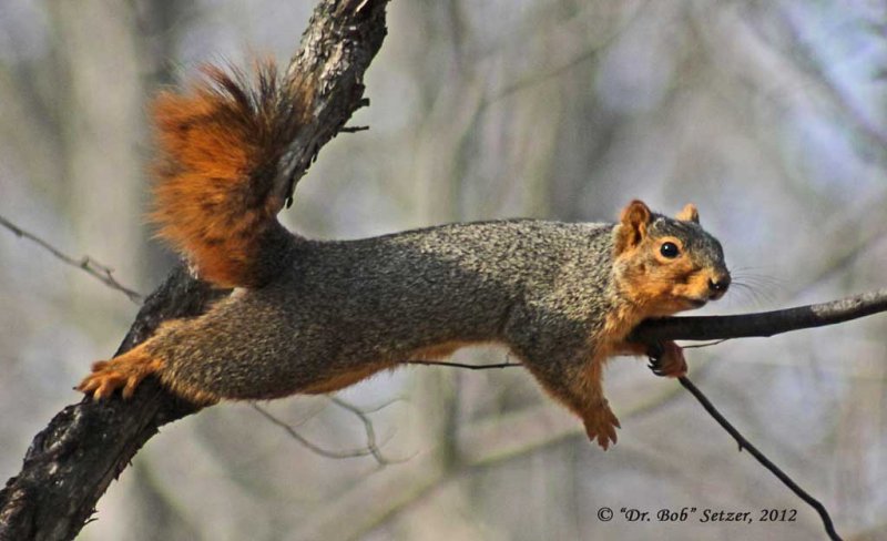 7210-Spalt-Rat---squirrel