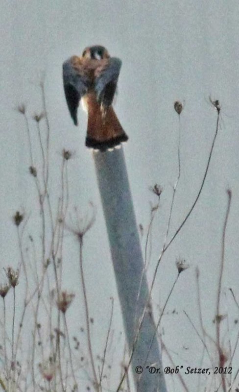8035-Kestrel-white-tipped-tail