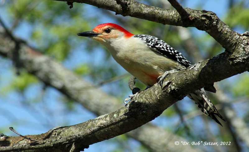 9920-Red-bellied-Woodpecker