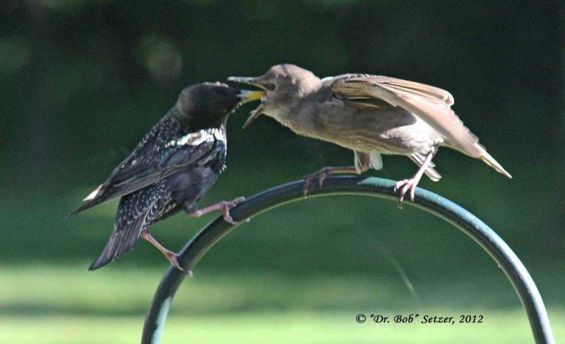 4547 Starling dentist food