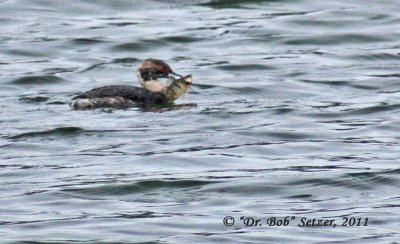 2205-Horned-Grebe-with-perch