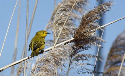 5921-Holland-Yellow-Warbler.jpg