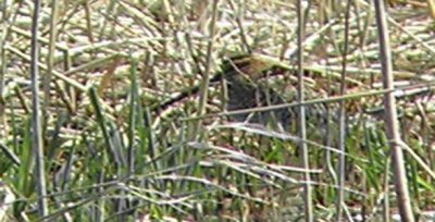 3239-snipe-digiscoped