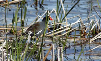 7682 Common-Moorhen-flaming leg