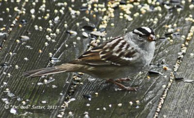 7830-White-crowned-Sparrow