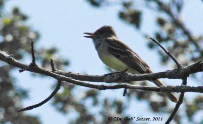 8867 Great Crested Flycatcher
