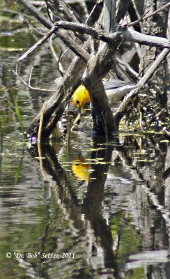 8669 Narcissus Prothonotary