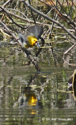 8634 Prothonotary Warbler eats blue dragonfly