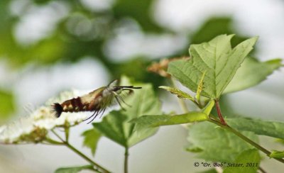 8888 Hummingbird Clearwing (Hemaris thysbe)