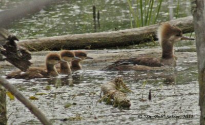 8966-Hooded-Merganser-family