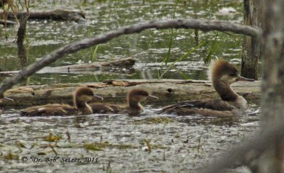 8950-Hooded-Merganser-family