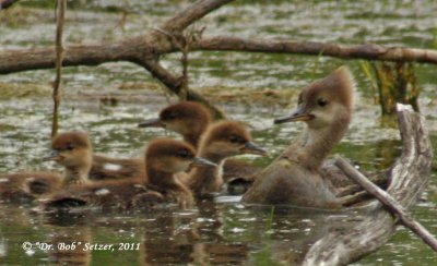 8926-Hooded-Merganser-family