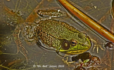 2944-Green Frog (Boing Frog)