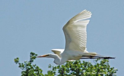1168-Great-Egret-flying.jpg