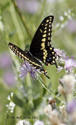 1129-Black-Swallowtail.jpg