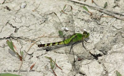 Dr. Bob's Dragonfly Gallery