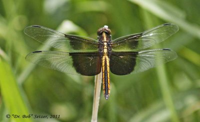 0434 Widow Skimmer