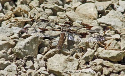 0414 Common Whitetail