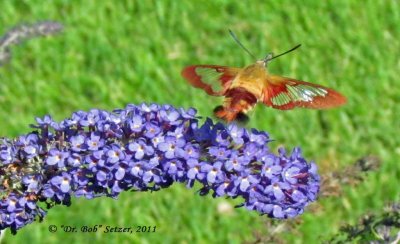 0785-Hummer-Clearwing