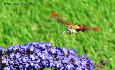 0783-Hummer-Clearwing