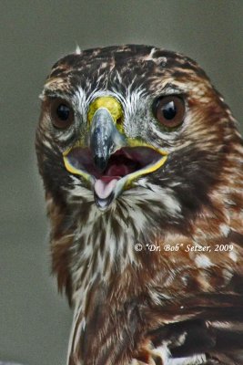 1887 red-tail tongue