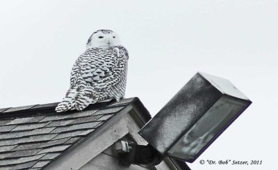 3499-Snowy-Owl